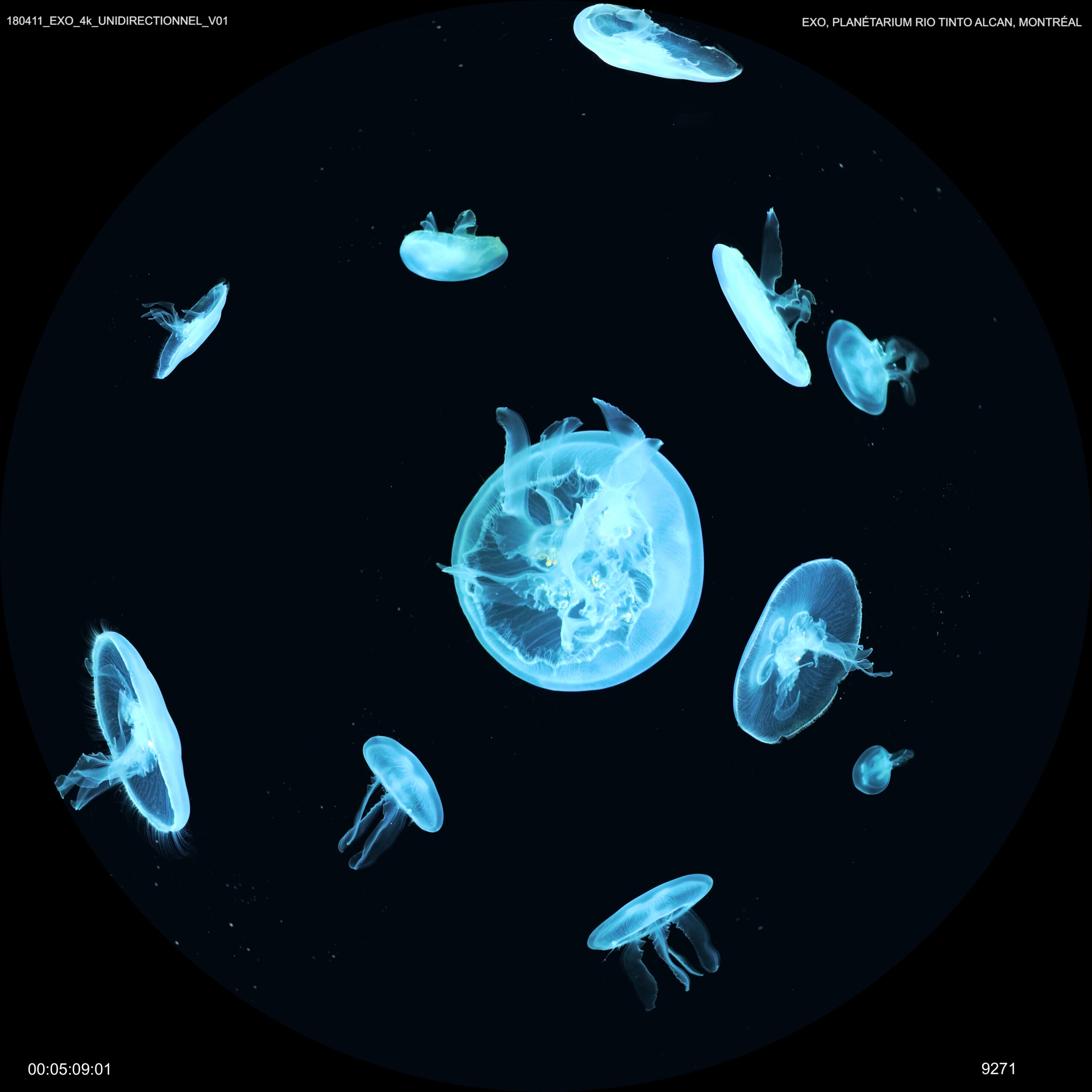 Astronomical visualization from EXO